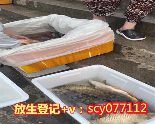 福州把锦鲤放生了好不好,把锦鲤放生了好不好,福州哪里适合放生鸟