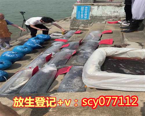 乌龟放生到哪里，少年不忍乌龟受虐，将买牛钱全数换龟放生