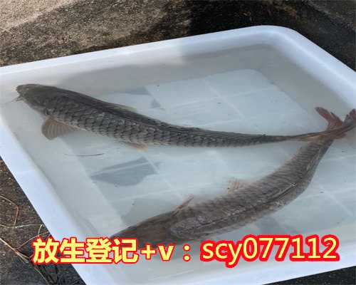 什么可以放生，放些什么东西可以镇宅辟邪