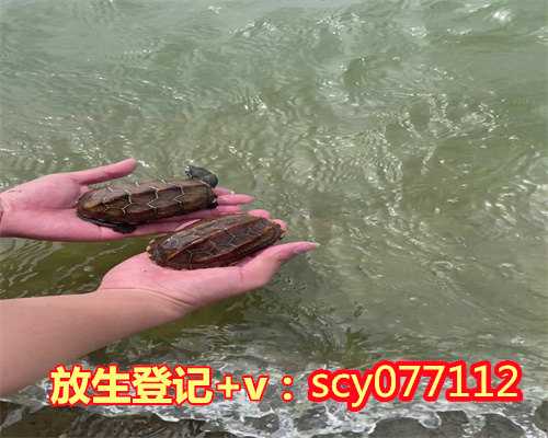 连云港什么地方适合放生兔子,什么地方适合放生兔子,厦门放生微信群