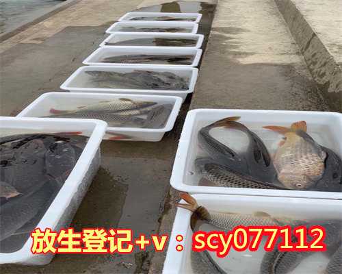 深圳给去逝的奶奶怎么放生呢，深圳放生鱼的地方，深圳怎样放生才能招财