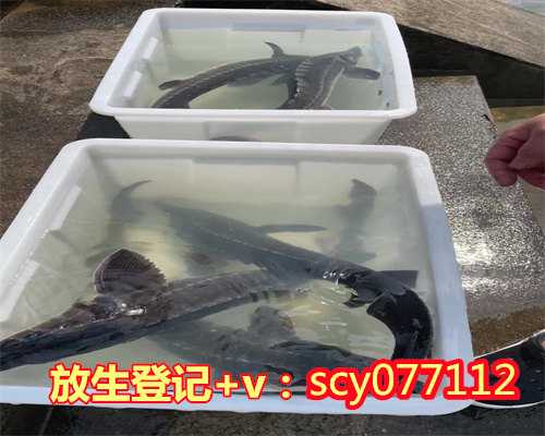 放生甲鱼后又游回来，被放生的甲鱼，磕头谢恩，怎么放也不走，都被感动的哭