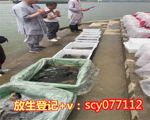 内蒙野鸡放生地点，放生的临界点—效果非常放生的临界点