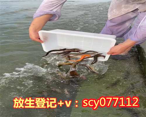 昆明放生虾,昆明哪里可以放生泥鳅,昆明放生草鱼在哪里