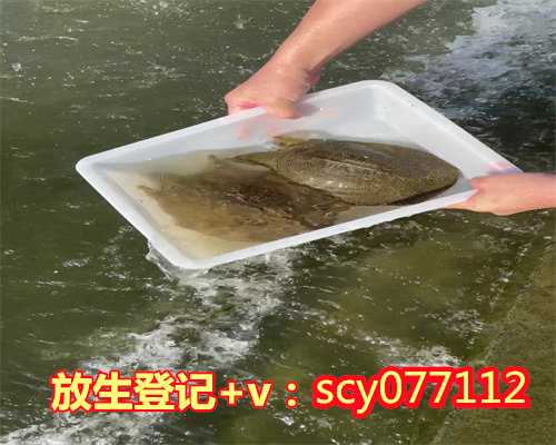 怎样放生鱼子才正确，兔子放生会怎样的结果