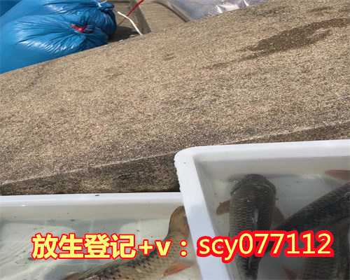 东莞放生买鱼去哪里买好，东莞观音山举行“新年撞钟”抄经诵经共修法会