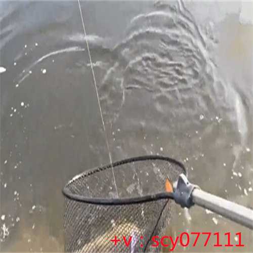 福建哪里适合放生草龟的地方，福建有什么好玩的地方？