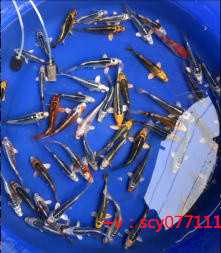 福建哪些水域适合放生鱼，福建有哪些水生动物？