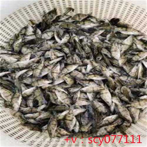 福建哪里可以放生鱼类的海鲜，在福建内复读去哪里比较好？