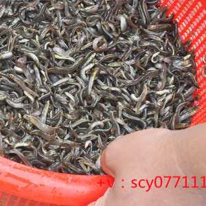 福建为逝者放生,福建4月适合放生乌龟吗,福建放生回向解冤结