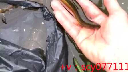 福建简易放生仪规，福建长期护生放生的功德，一般什么时候放生