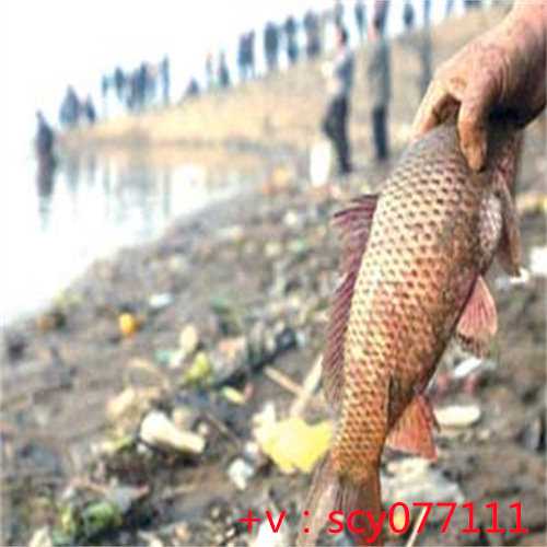 福建去哪里放生,福建放生最慢多久有感应,正确放生的标语