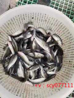 放生大公鸡福建初一代放生的说说【想要孩子放生管用吗】