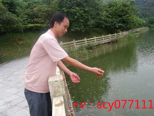 福建佛教放生歌曲，福建代放生功德福报，福建放生哪些动物最好