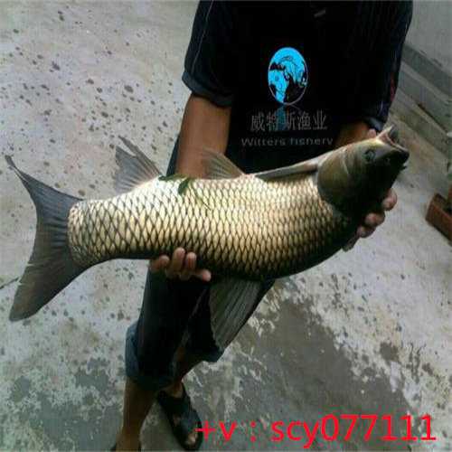 福建，放生的鱼一般买什么鱼，考试前放生放什么最好