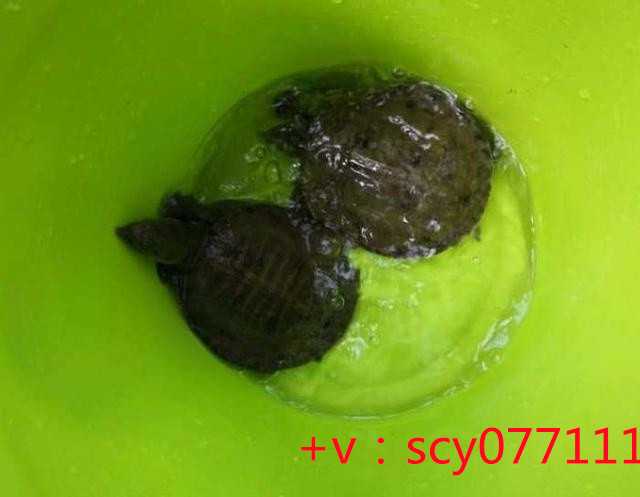 福建放生流程，福建放生红鱼几条鱼最好，最适合放生的动物