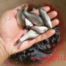 福建周边放生最佳地点，初一十五放生可以吗