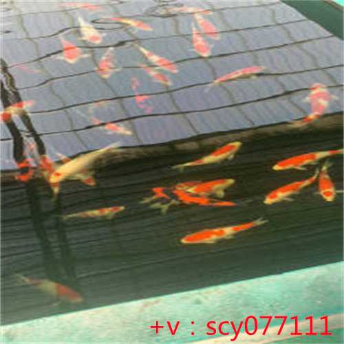 福建哪儿有放生池，出生祈福放生好吗