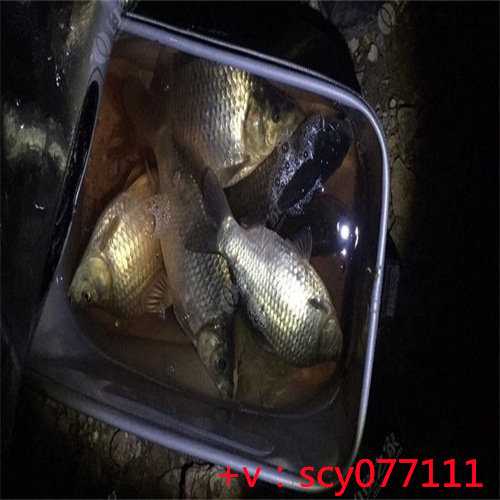 福建哪个寺院可以放生乌龟，初次放生注意事项有哪些