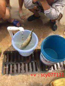 福建寺庙放生乌龟，初一买鱼放生