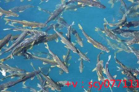 福建哪里适合放生鹌鹑，初一放生功德怎么回向