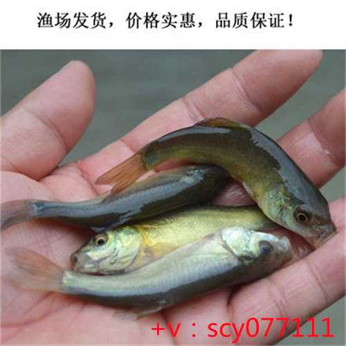 福建哪个河域适合放生，初八放生祈福图片