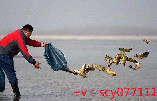 福建放生最新政策，持续放生的人能得到无限福报