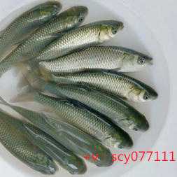 福建周边放生最佳地点在哪，初一十五放生泥鳅好吗