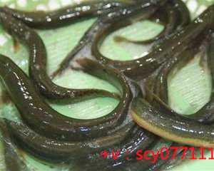 福建周边放生最佳地点是，初一十五放生鲤鱼的福报