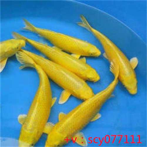 福建允许放生的水域在哪，初一十五放生的好处及禁忌