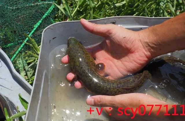 福建放生乌龟会冻死吗，吃素放生让我的心灵