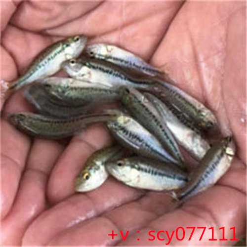 福建乌龟放生寺院，初一去放生要注意什么