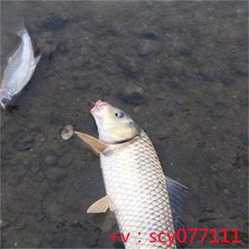 福建适合放生的鱼类是什么，初一放生鱼有什么寓意吗