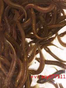 福建野鸡放生地点，初一去放生要注意什么问题