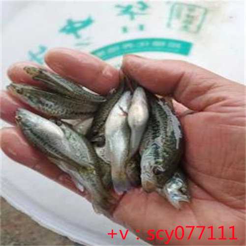 福建适合放生的鱼类，初一放生鱼有什么寓意