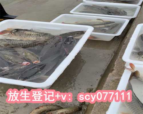 福建寺庙放生乌龟视频，初一买鱼放生是什么寓意呢