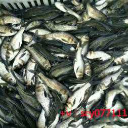 福建哪儿放生乌龟比较好，福建佛教界防疫工作汇总